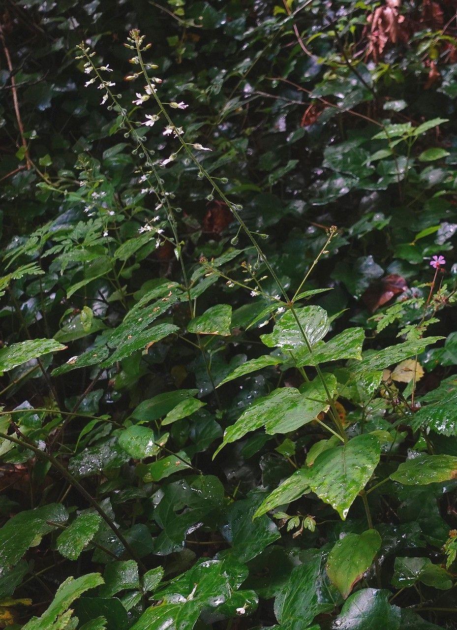 Groot heksenkruid met fijne witte bloempjes tussen bosplanten in lichte schaduw