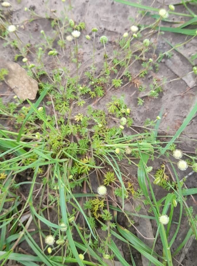 Zuidelijke Laugenblume met fijne gele bloemen en fijne bladeren