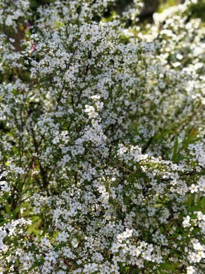 Thunberg's spiraea with white flower clusters