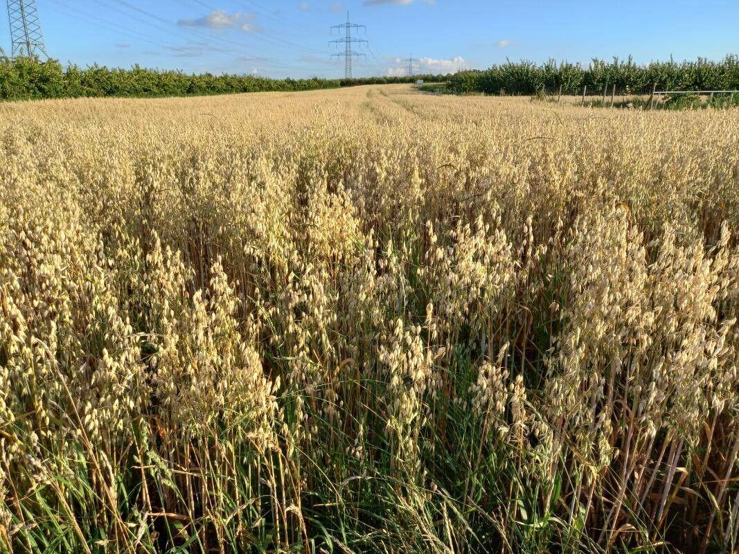Reife Haferähren im Feld, sanft im Wind wiegend, goldene Farben bei Sonnenuntergang