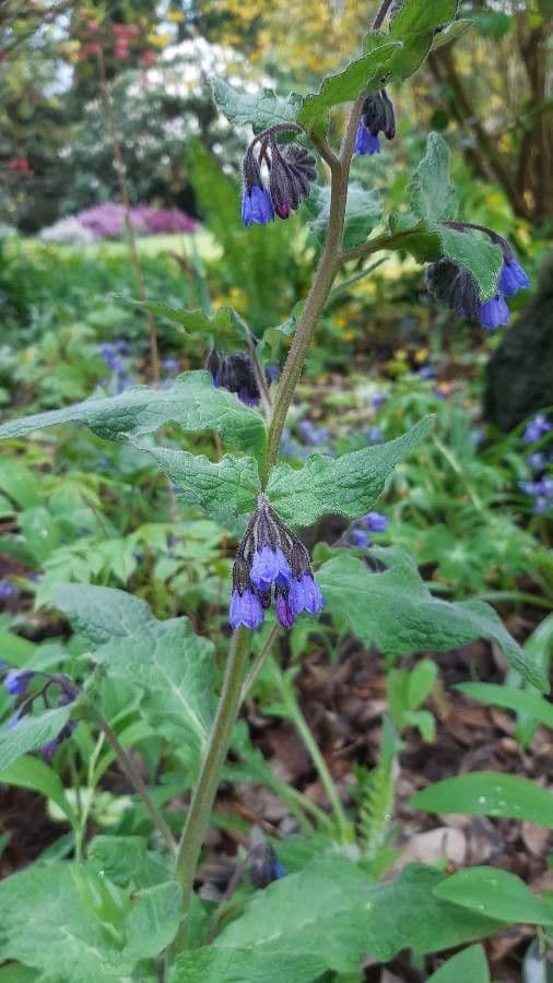 Consoude d'Upland (Symphytum x uplandicum) avec des fleurs en clochettes bleu-violet pendantes