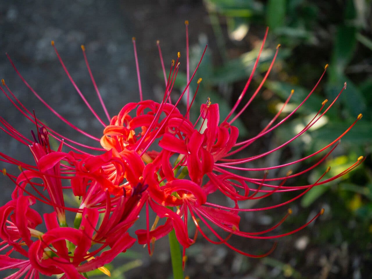 Red spider lily with delicate flowers