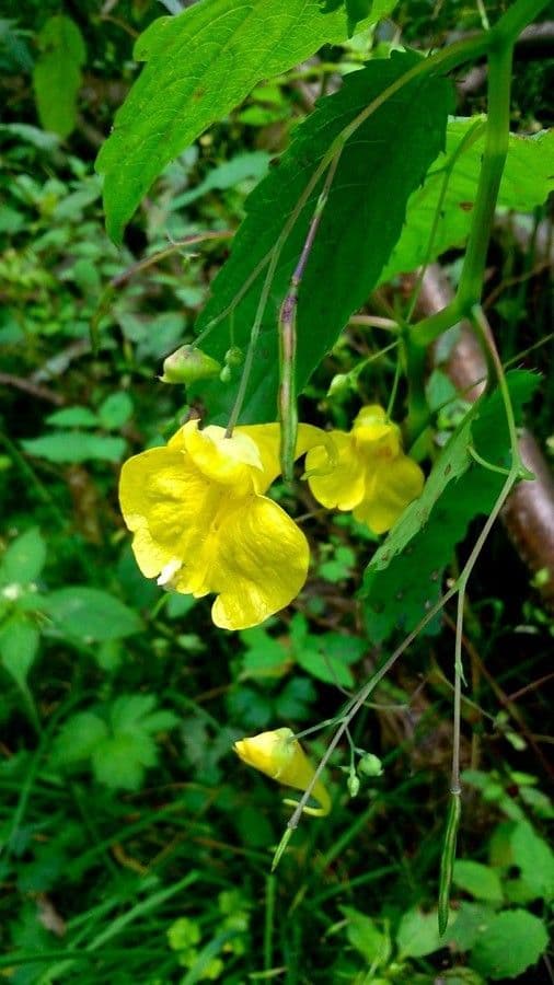 Yellow jewelweed blooming with bright yellow flowers in woodland setting