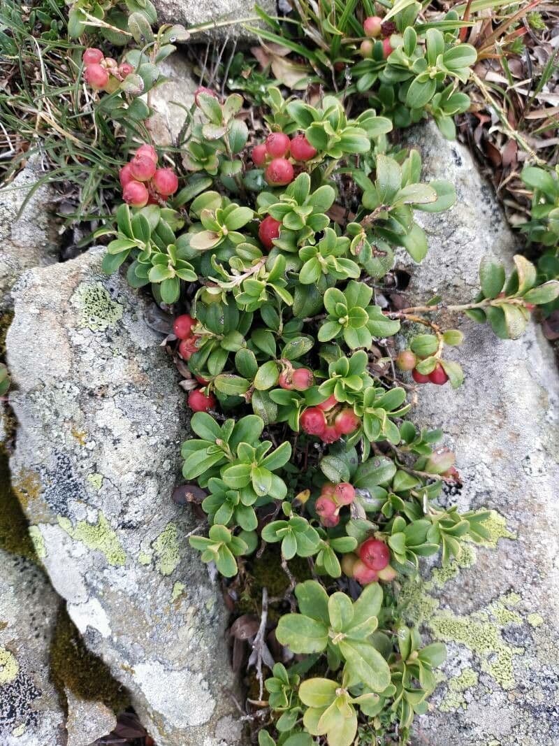 Red lingonberries clustering on evergreen Vaccinium vitis-idaea shrub