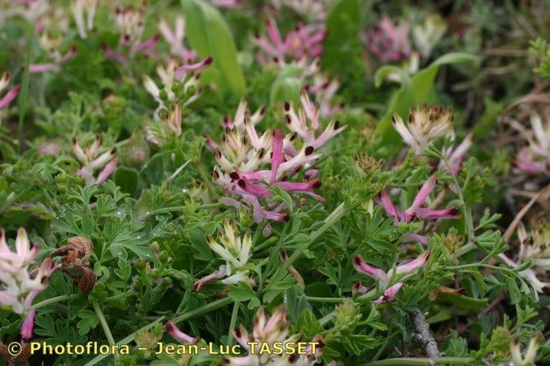 Fumaria bicolor fleurs bicolores rose et pourpre sur feuillage plume