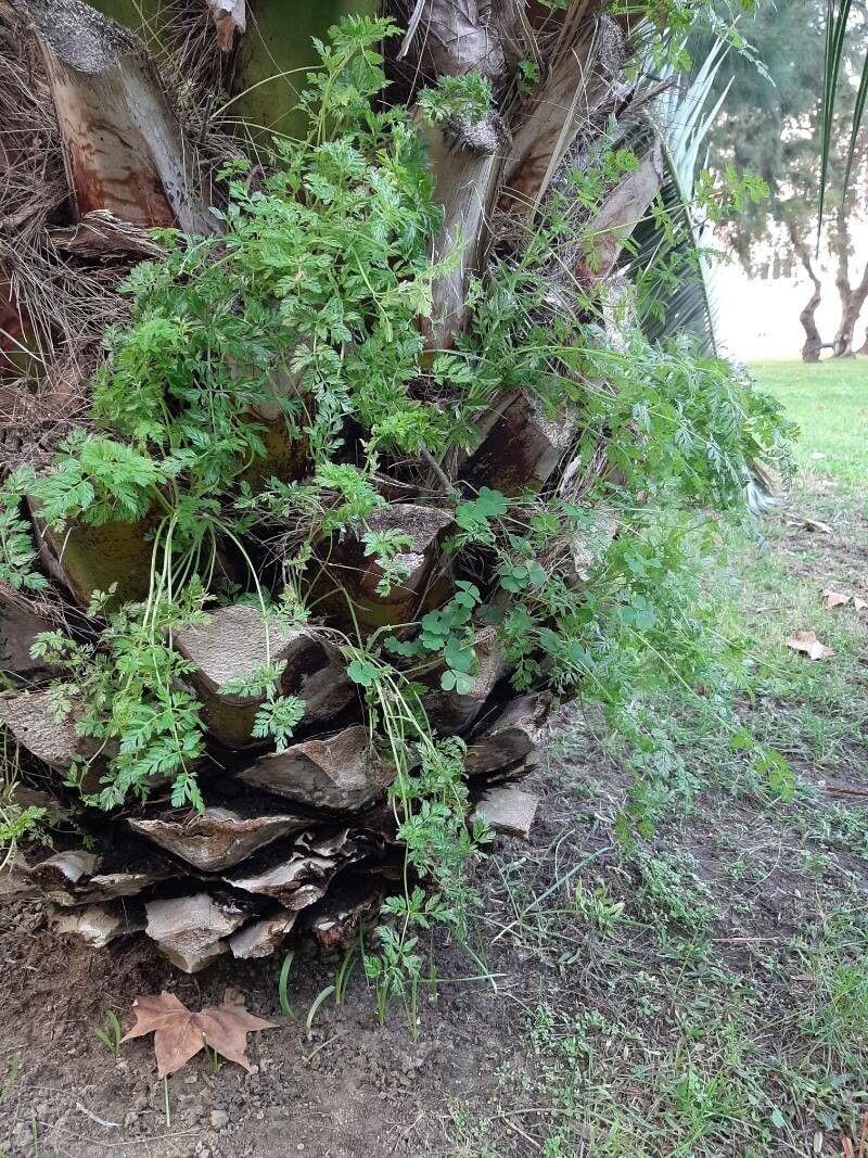 Garten-Kerbel mit feinen Blättern und weißen Blüten in einem Beet
