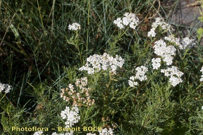 Zarte gelbe Blütendolden der Kamille-Schafgarbe