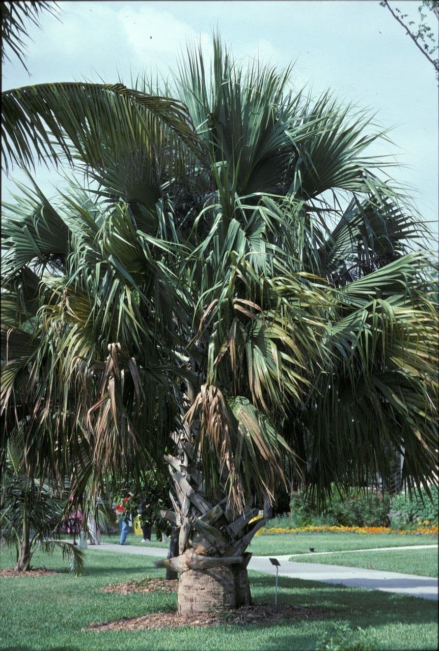 Sabal causiarum Puerto-Rico-Palme mit breiten Fächerblättern