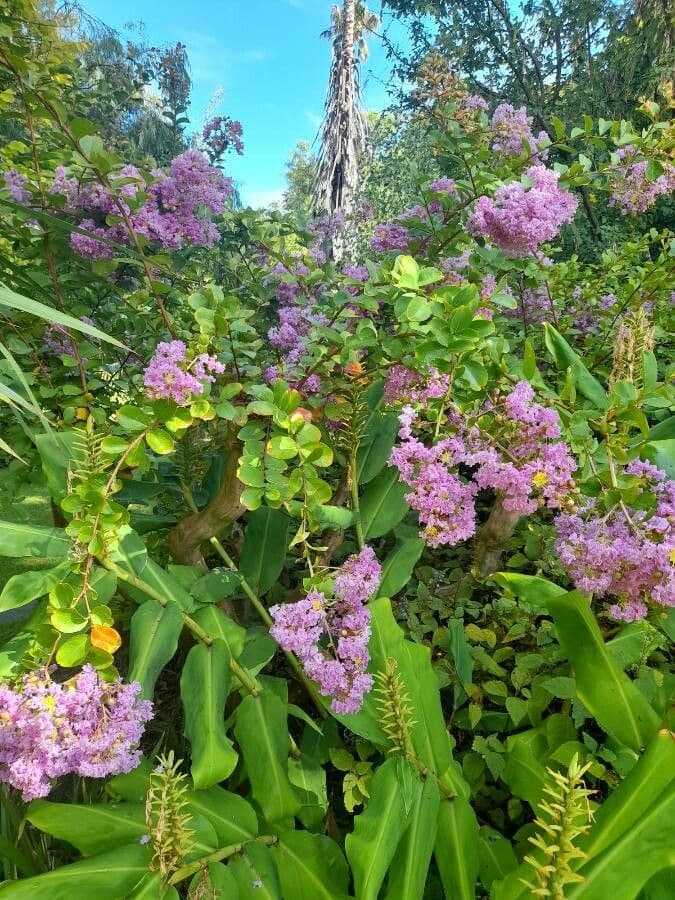 Chinesischer Kräuselsmyrthenbaum mit großen violetten Blutbundeln
