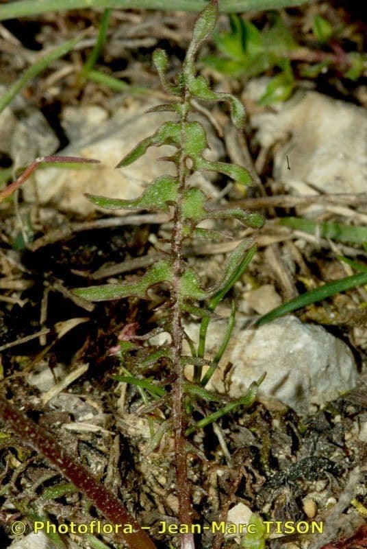 Taraxacum tortilobum plant met gedraaide bladeren