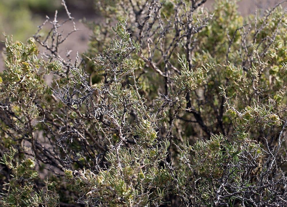 Greasewood (Sarcobatus vermiculatus) auf einem alkalischen Salzboden im Westen der USA