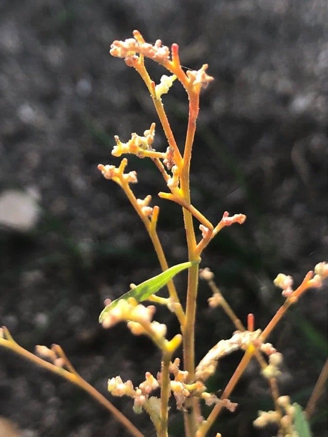 Trosganzenvoet plant met verticale bloeiwijzen