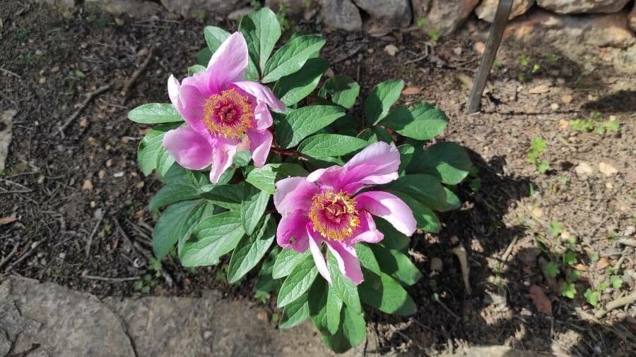 Schone rosa Paeonia cambessedesii Bluten in voller Blute