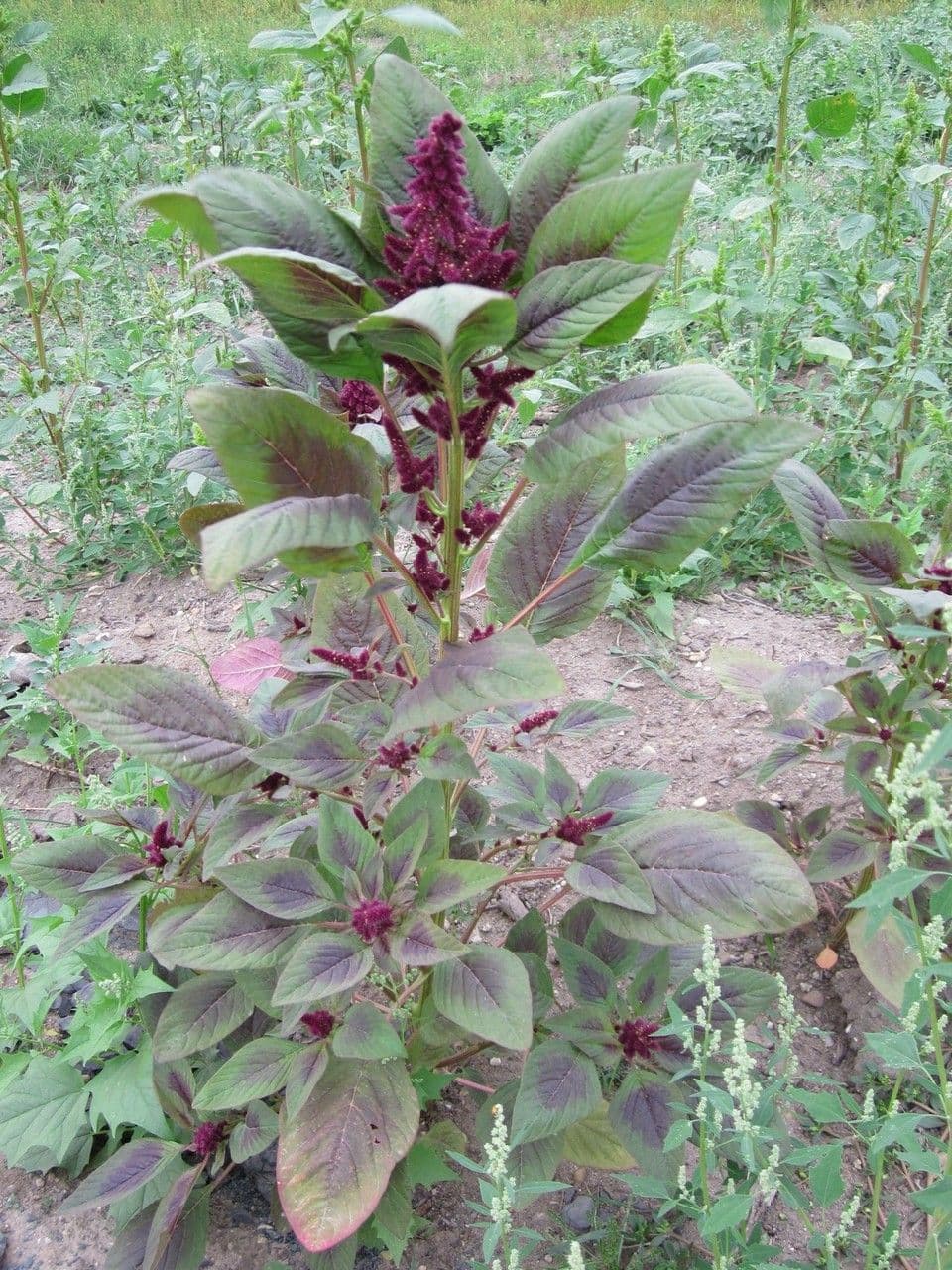 Grain amaranth with red flower plumes