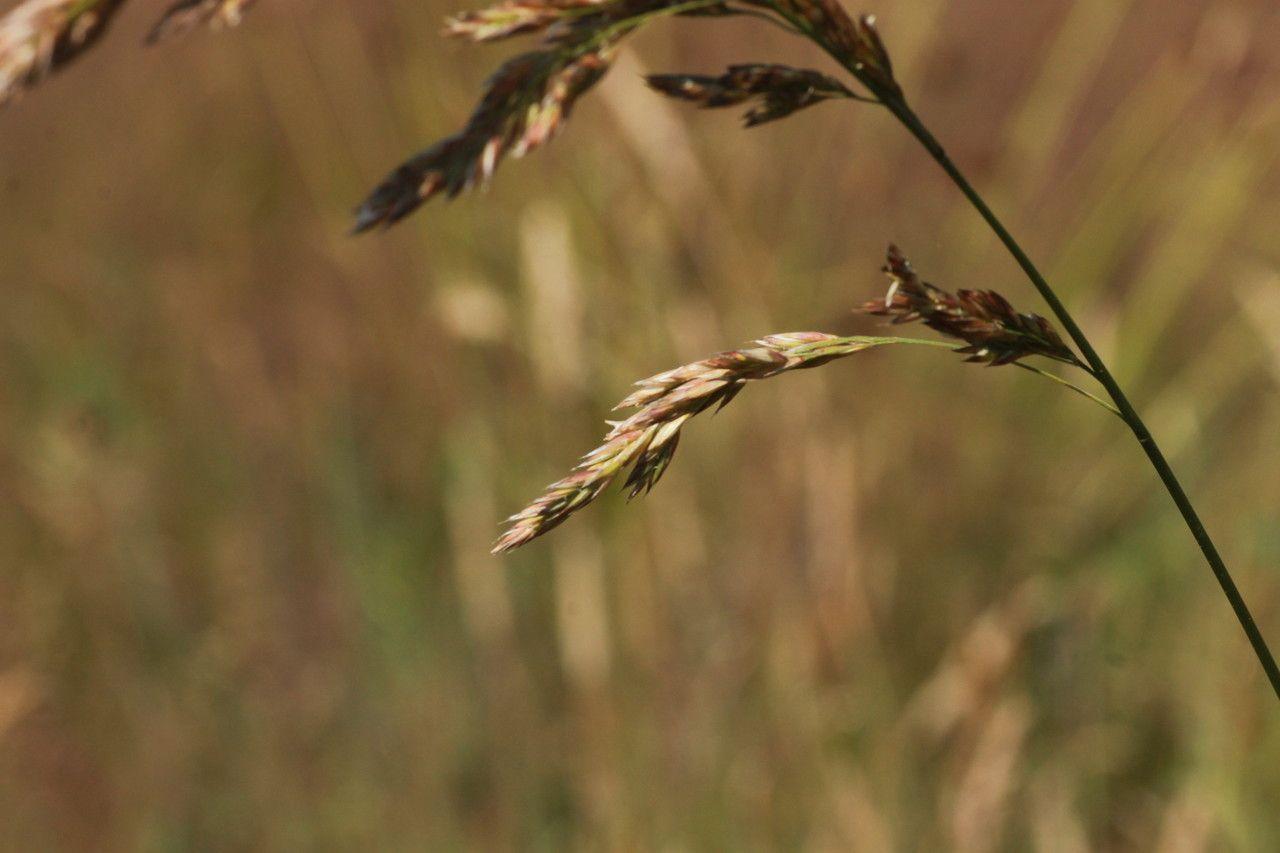 Rohrschwingel im Sommerwind auf einer Wiese, mit hellen Blütenständen, die im Sonnenlicht schimmern