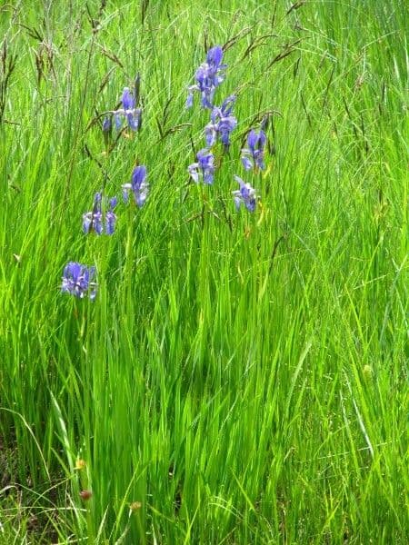 Japanische Iris (Iris ensata) mit violetten Bluten und anmutigen Blattern