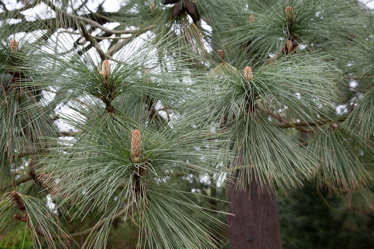 Montezuma pine branches with long needles