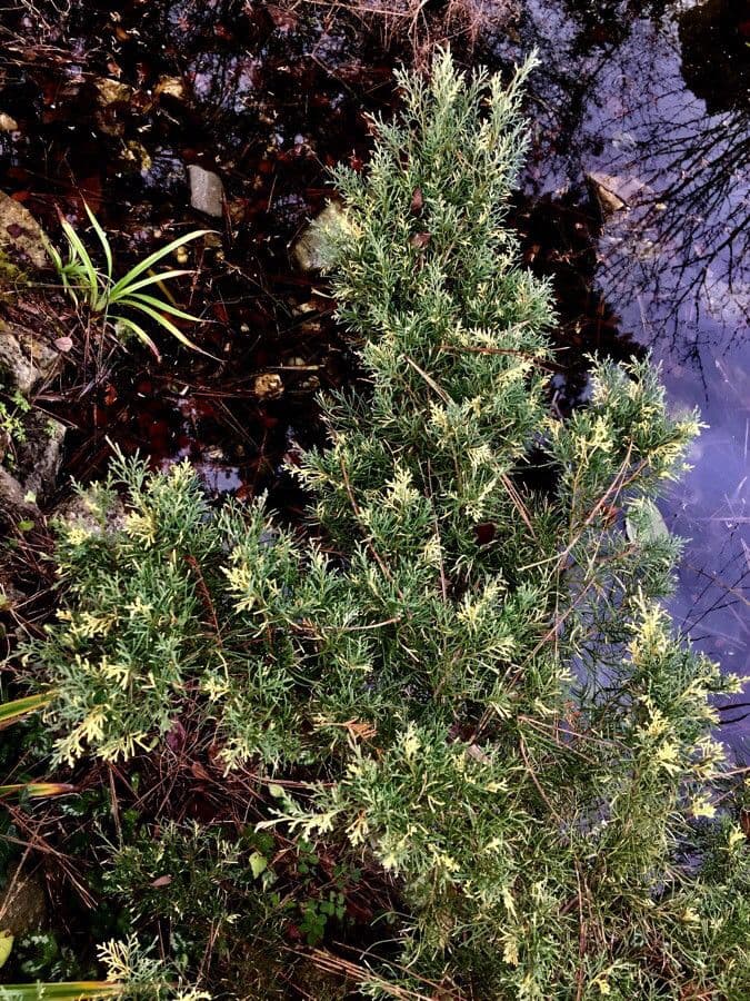 Flache Wuchsform des Horizontal-Wacholders (Juniperus horizontalis) mit blautonigem Nadelwerk als Bodenbedeckung