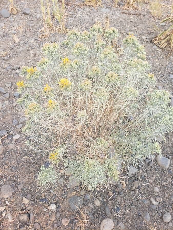 Chrysothamnus viscidiflorus Strauch mit goldgelben Blütenrispen