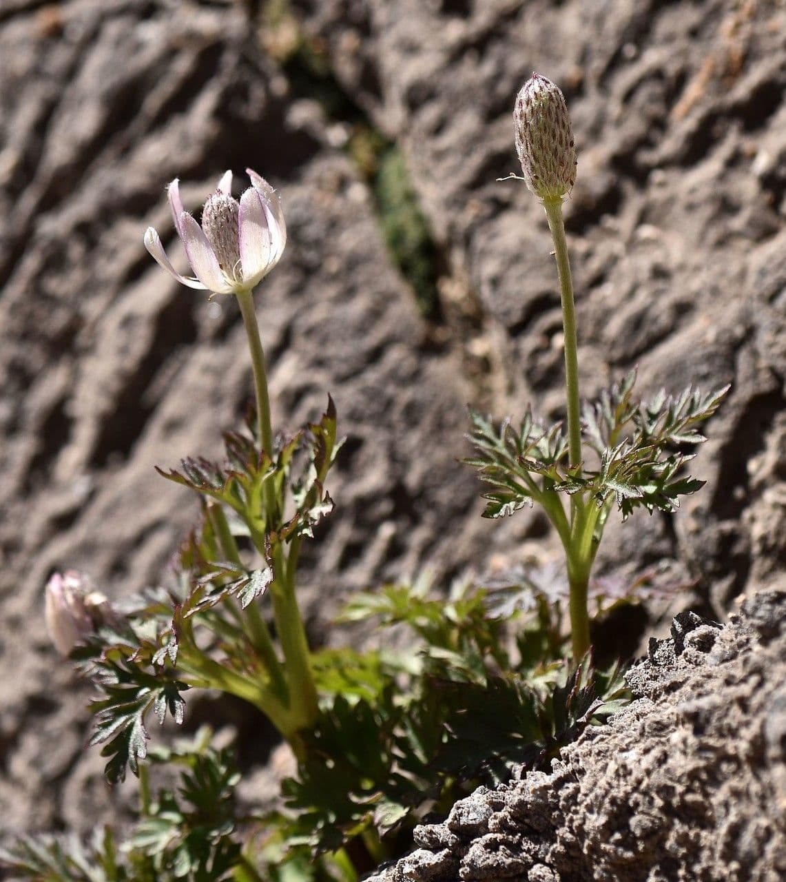 Anemone tuberosa - desert anemone with soft pink blooms in early spring