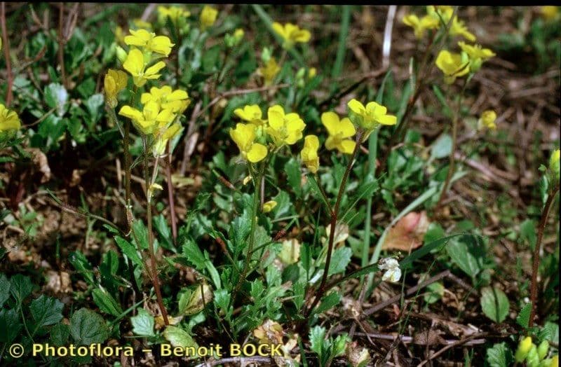 Tapis rampant de Brassica procumbens avec fleurs jaunes sur un rocher
