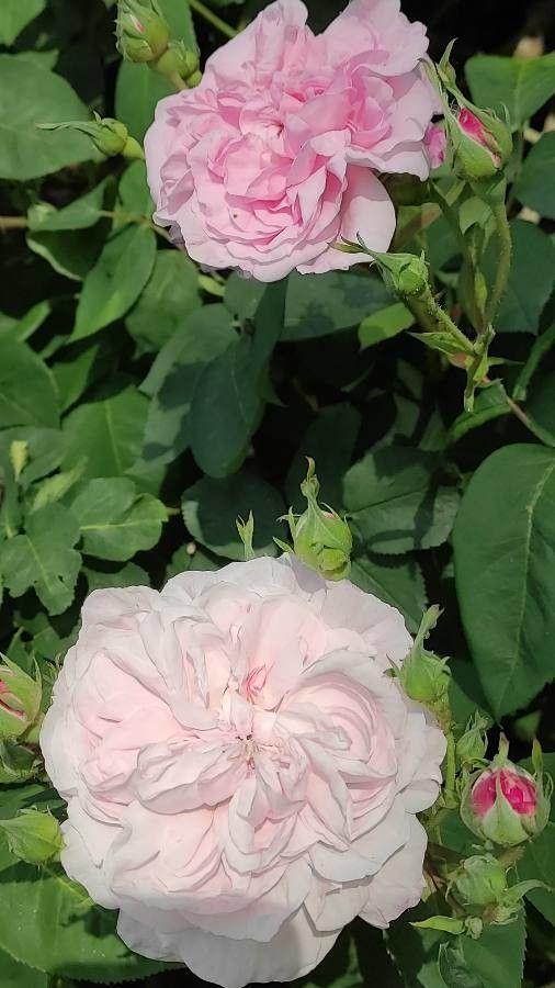 Eine üppige Hundertblättrige Rose mit cremefarbenen bis rosafarbenen Blüten in voller Blüte, eingebettet in niedrige Beetpflanzen auf einem sonnigen Beet.