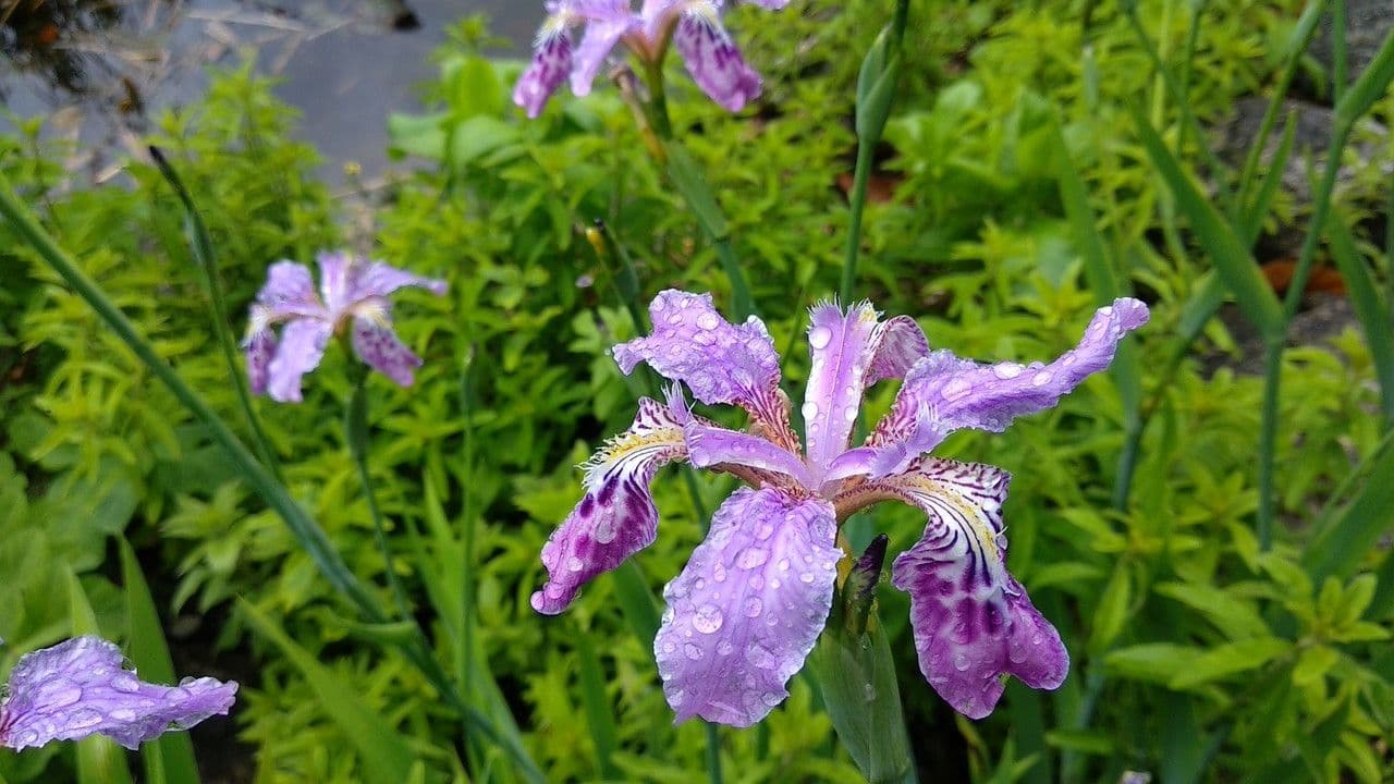 Rote Blute von Iris milesii in Himalaja-Berglandschaft