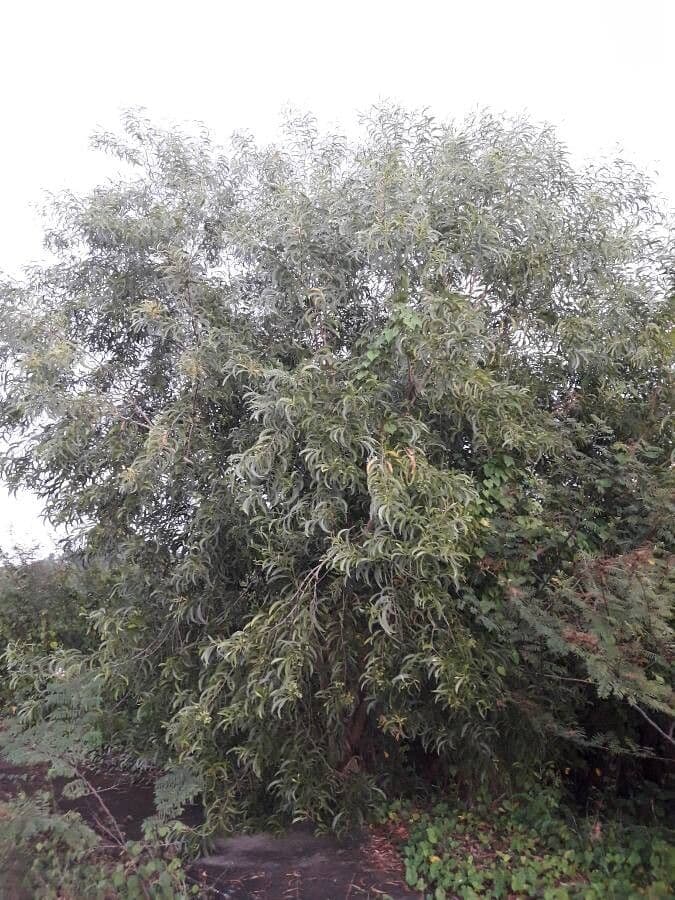 Acacia oreille avec épis floraux jaune doré et feuillage distinctif