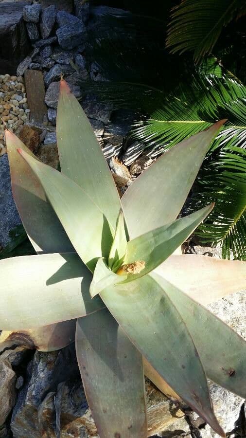 Aloe striata aloès corail avec fleurs rouges