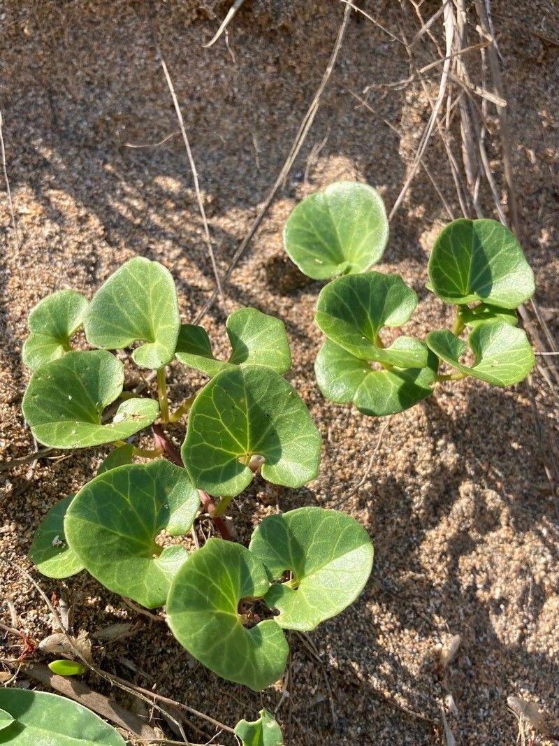 Calystegia soldanella blühend an einer Sanddüne mit glänzenden herzförmigen Blättern und lila Blüten