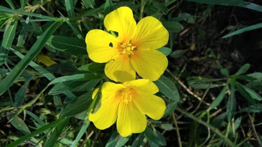 Uruguayan hampshire-purslane in bloom