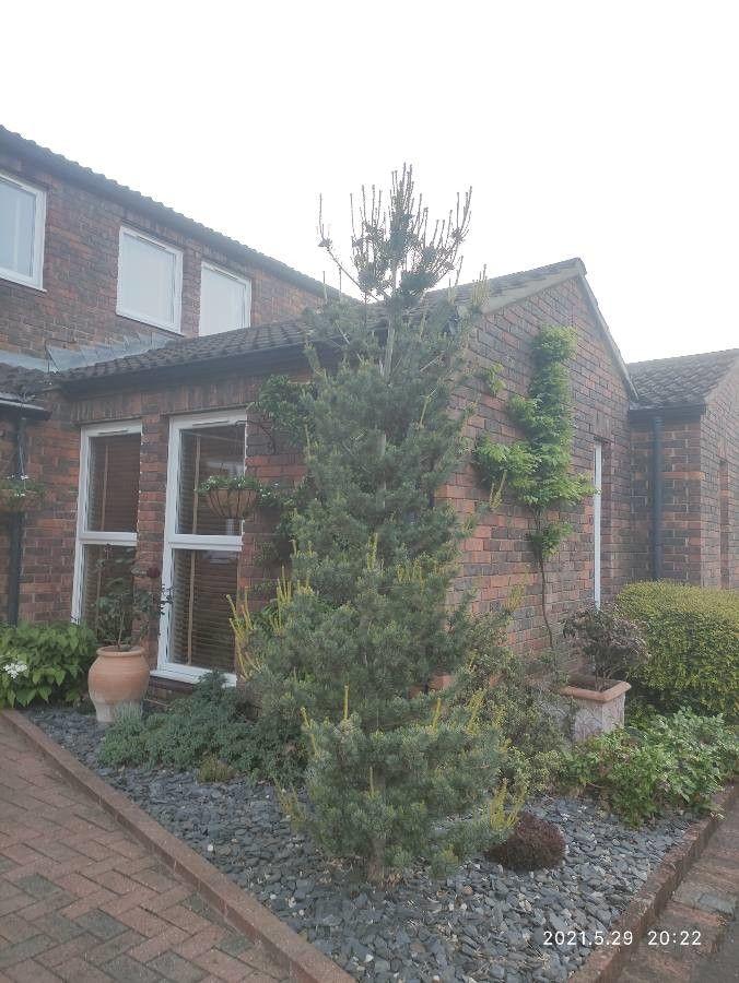 Mädchenkiefer im Garten mit silbrig-blauen Nadeln und horizontalen Zweigen