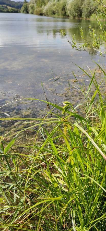 Scheinzypergras-Segge am Teichufer in voller Pracht