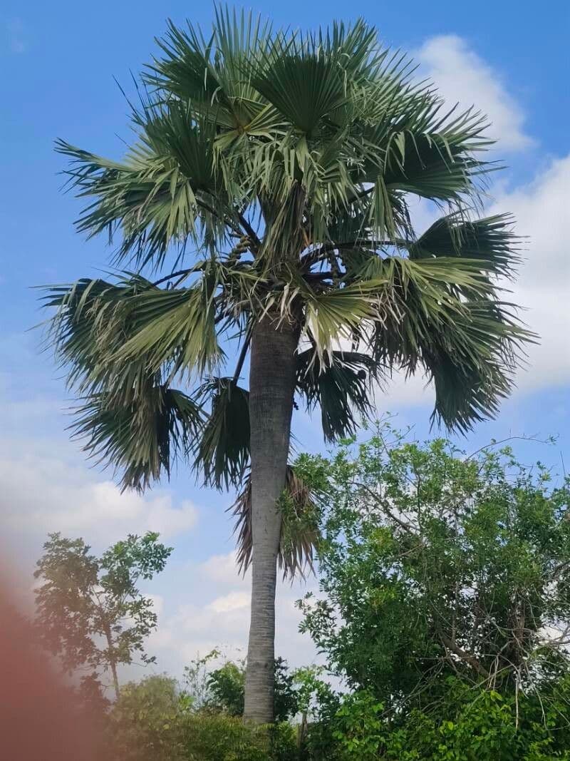 Borassus aethiopum fruit-bearing palm