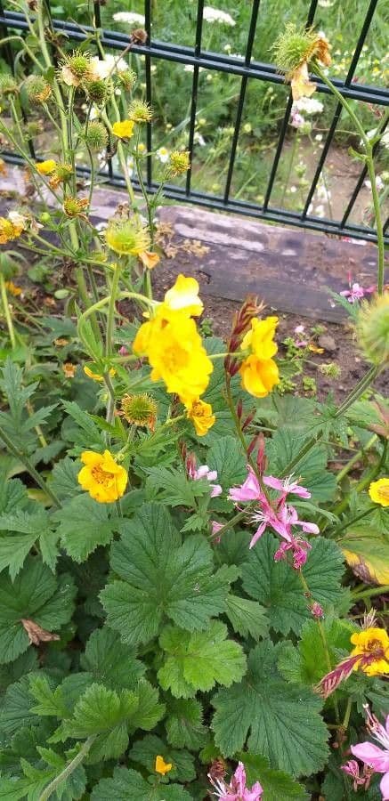 Benoite des Pyrenees avec fleurs jaunes dans un cadre rocheux de montagne