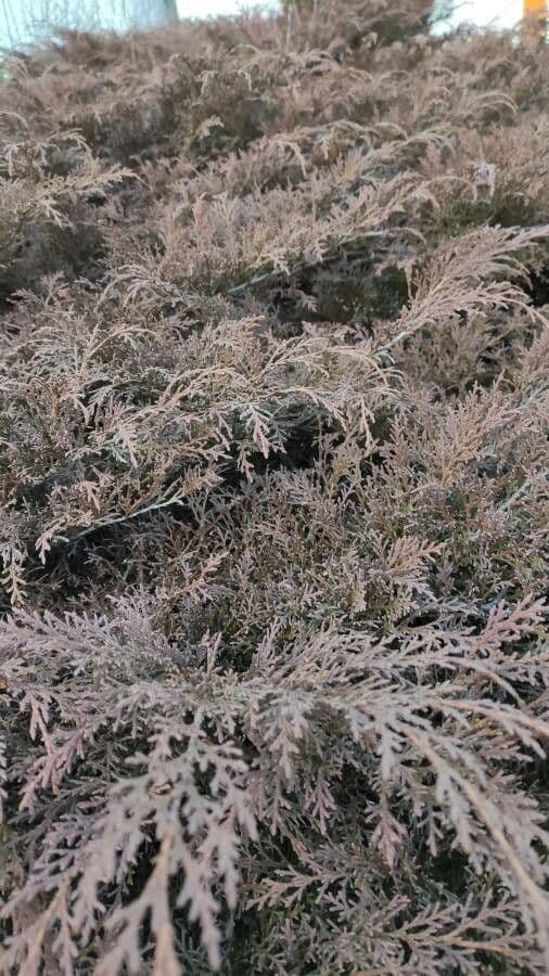 Microbiota decussata with winter coloring