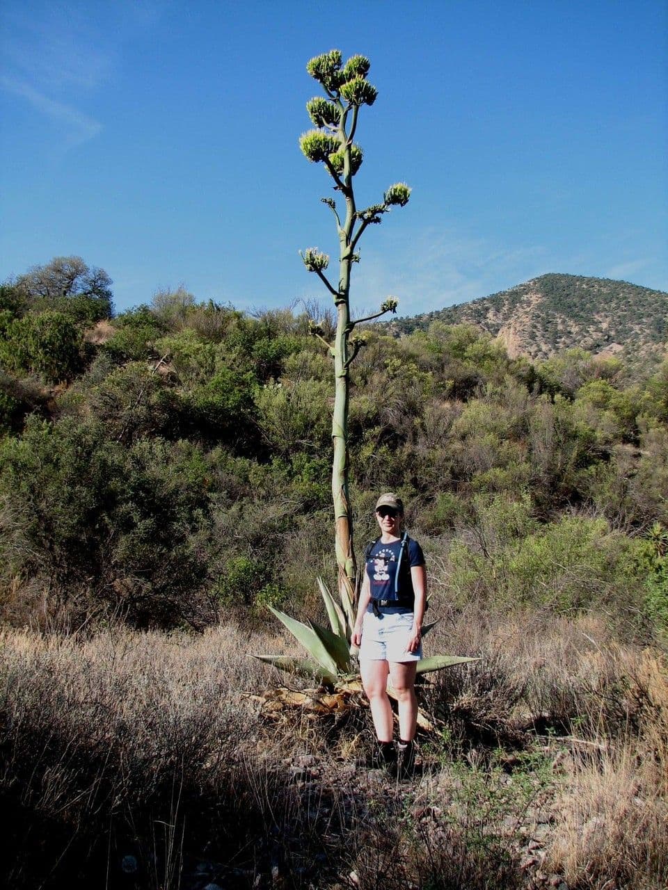 Havard Agave with blue, frost-hardy foliage