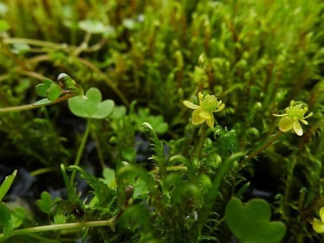Renoncule hyperborale avec fleurs jaunes