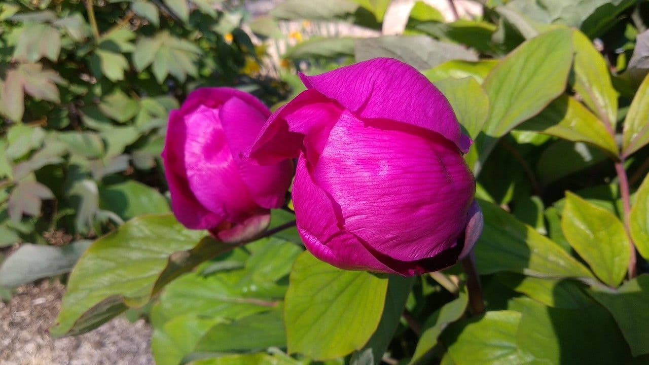 Crimean peony (Paeonia daurica) with red flowers in full bloom