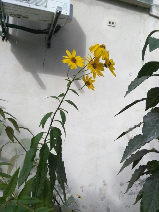 Helianthus maximiliani with multiple golden-yellow flower heads on tall stems in late summer