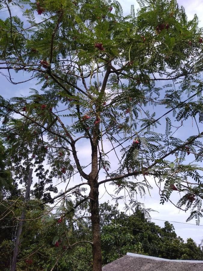 Sesbania grandiflora bloeiende boom
