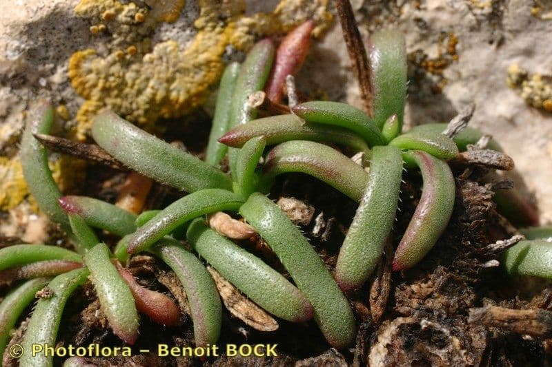 Plantago crassifolia montrant ses caracteristiques feuilles epaisses et succulentes