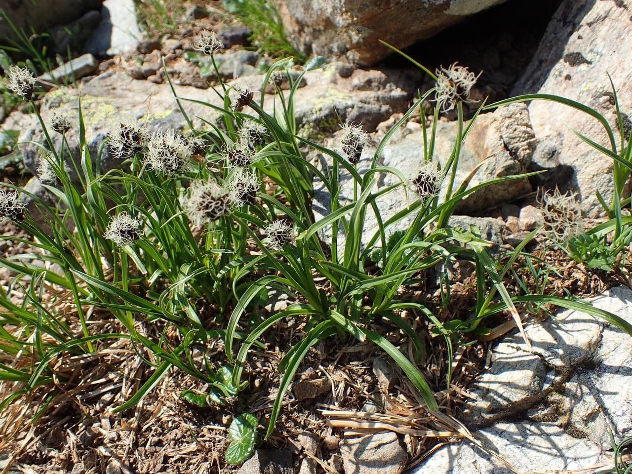 Stinking sedge in alpine mountain environment showing compact growth habit