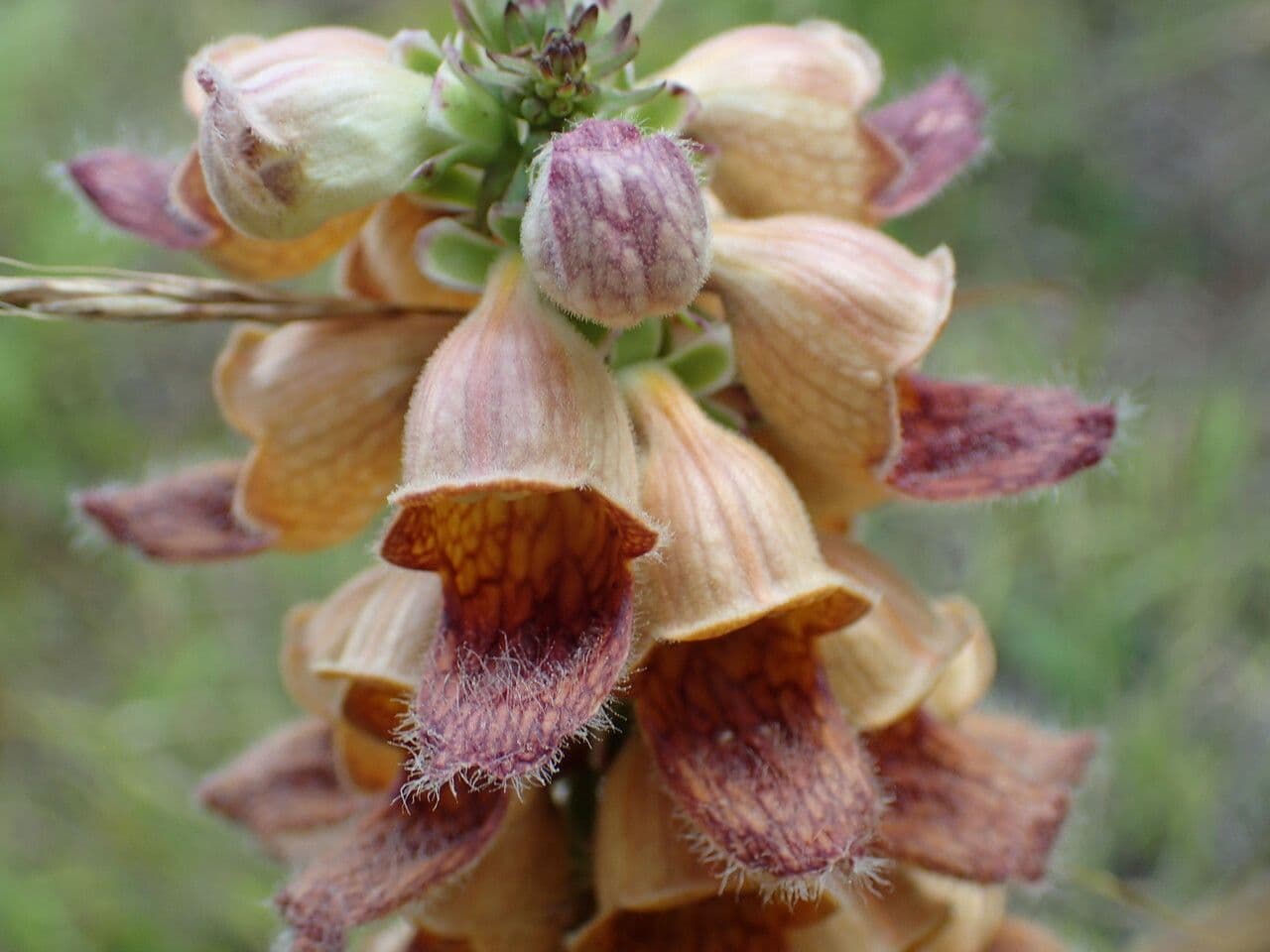 Bruinrode bloemen van Digitalis ferruginea