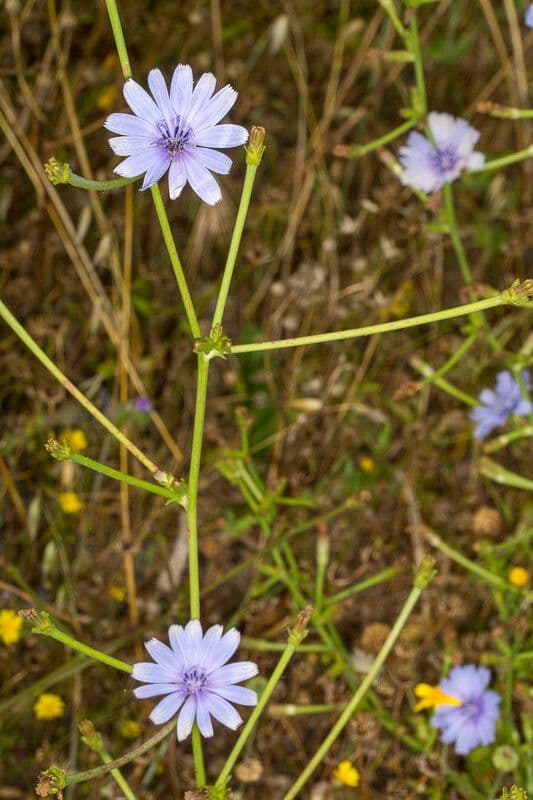 Cichorium pumilum mit zarten blauen Blüten