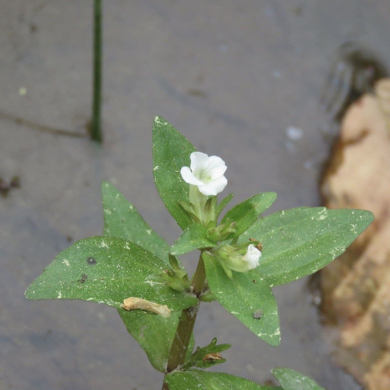 Gratiole de Virginie avec ses petites fleurs blanches sur une rive humide