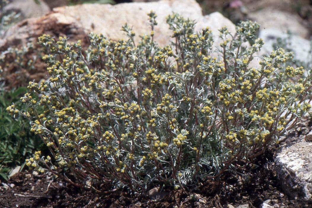 Artemisia umbelliformis plant in alpine mountain landscape
