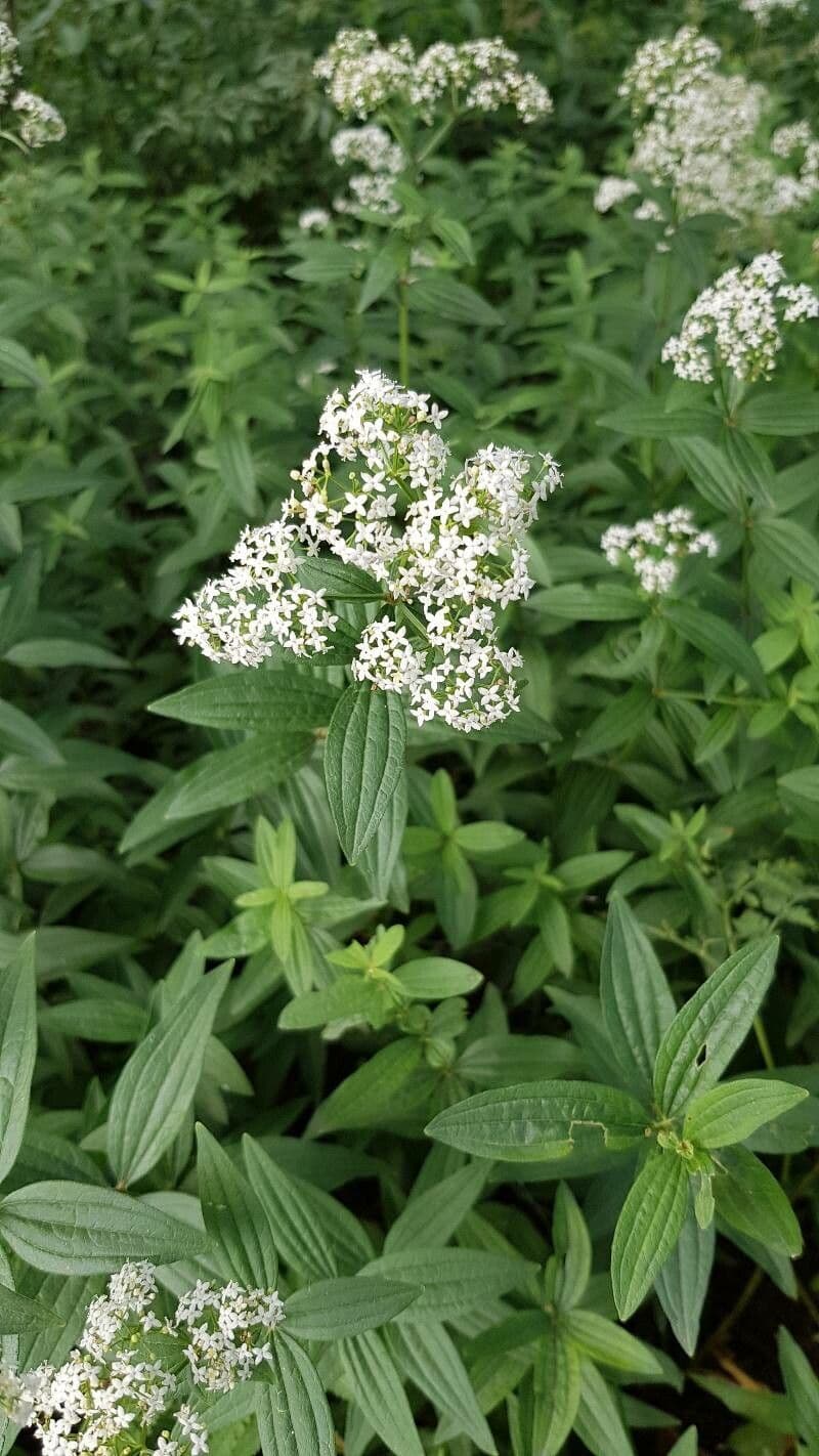 Galium rubioides with small white flowers and fine foliage