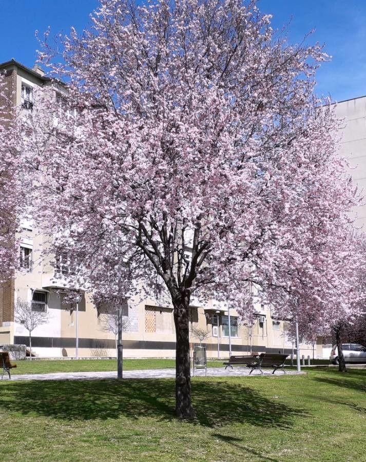 Kerspruim in volle bloei in de lente, met roze-witte bloemen tegen een blauwe luchthintergrond