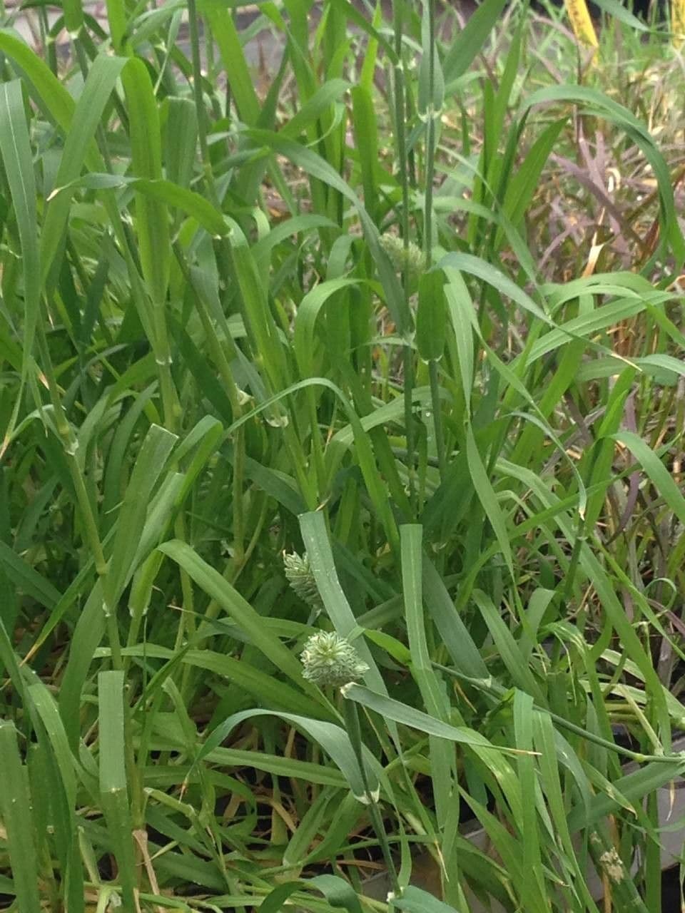 Phalaris canariensis Kanariengras mit Samenkopfen